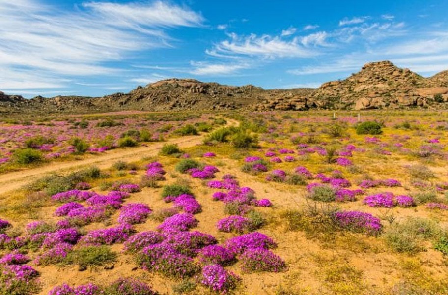 Thung lũng Namaqualand ở khu vực biên giới giữa hai nước Nam Phi và Namibia thực sự là một  thiên đường hạ giới vào mùa xuân khi trăm nghìn bông hoa đua nở.